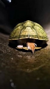 They thought it was a turtle. The shell blinked. Wedged tight inside a discarded helmet, a tiny kitten had turned himself into accidental armor. Oil, patience, and one careful twist later—pop. Free. Dizzy. Furious. Now he doesn’t hide in shells. He does laps around the house at full speed. Definitely not a turtle. 🐢🐾 #AI #fblifestyle #fbreels #reelsvideo | Maple and Pumpkin