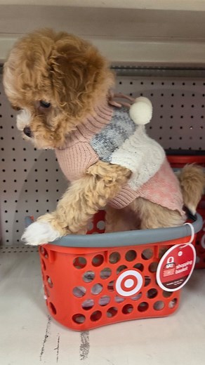 Team Target 🛒 Chanel 🐾 #puppy #puppies #cutepuppy #target #maltipoo #maltipoopuppy #toymaltipoo | thehappy_lovelypuppies