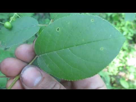 Tree ID: Chokecherry