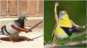 A Hilarious Photo Series That Imagines Birds With Arms