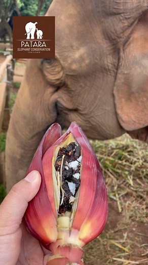We can help mother elephants produce the vital milk for their calf’s growth and development. This can be done by ensuring two needs are met. Like humans, to produce sufficient milk, nursing elephants need a diet rich in vitamins and high energy. Such a diet may include yellow bananas, banana blossoms, plai, sugar cane and tamarind. Next, warm compresses on the mammary glands help improve blood flow and increase milk production. Remember, a healthy and well-nourished mother elephant leads to a he