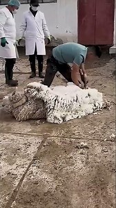 Hiw They Cut Sheep Cotton