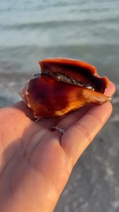 1K views · 59 reactions | Florida Fighting Conch….our most popular...