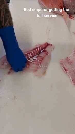 #redemperor #viral #howtofillet #foryoupage ##fyp #foryou #fishmonger #howto #ocean #fishing #fish # | Diário de um peixeiro.