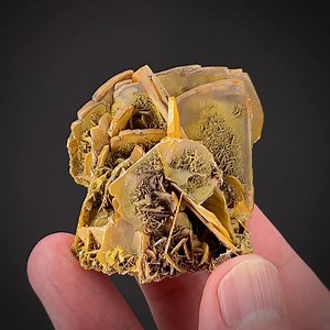 Wulfenite - Stevenson-Bennett Mine, Organ Mtns., Dona Ana Co., New Mexico, USA More info: https://www.irocks.com/minerals/specimen/51588 Old wulfenites from the remote lead and silver mines in New Mexico such as this, date to the late 1890s activity here and a few instances of later collecting in the 1920s-30s. They are very, very rarely offered for sale. These wulfenites tend to occur in big jumbly plates of crystals, without as much aesthetic as historic appeal. This, however, is a dominant an