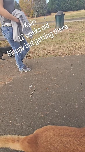 #dog #puppy #canurdogdothis #germanshepherd #aggressivedogtraining | Steve Aadams