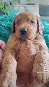 2.9K views · 296 reactions | Michigan Doodle Rescue Connect on Reels | Facebook