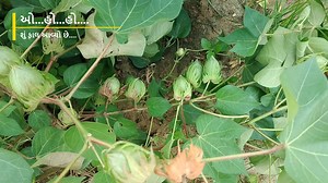 ✌️કપાસ ના પાક માં વધુ ફૂલ, વધુ ફળ અને વધુ ઉત્પાદન નું એક જ નામ ધર્મજ ક્રોપ ગાર્ડ નું..ઋજુતા.. 👨🏻‍🌾રહે સમૃદ્ધ કિસાન મળે વધુ ઉત્પાદન ધર્મજ ક્રોપ ગાર્ડ નું..ઋજુતા.. #RUJUTA #DharmajCropguardlimited #dcgl #dharmajcrop #agrochemicals #insecticide #pesticides #fungicides #Farmers #Agriculture #herbicide #DCGLfarmer #ZUDIO #ખેતી #nutrition #crops #DharmajCropguardlimited #gujarat #PGR #Rujuta #happyfarmer #AllCrops #Gujrati #ખેડુતપુત્ર #મગફળી #ઝૂડીયો #સફર_ગોલ્ડ #મગફળી | Dharmaj Crop Guard Ltd.