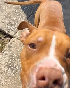 The Street Dog Project on Reels