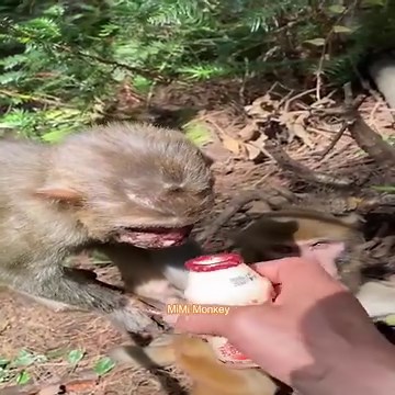 3.5K views · 157 reactions | What happened to these monkeys_ Their wounds are terrible | MiMi Monkey | Facebook