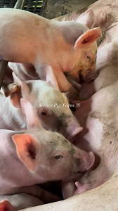 Close up mode ang mga piggies natin! #dedetime #biik #piglets | Archer Pig Farm
