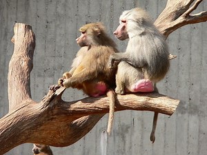 Sexual dimorphism in non human primates - Alchetron, the free social encyclopedia