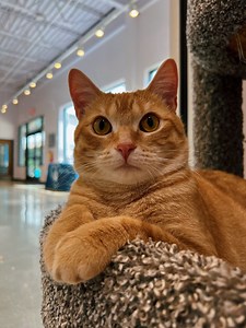 Calvin and Hobbes - available for adoption! ❤ | Athens Area Humane Society