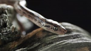 clip-1068451310-water-python-snake-brown-liasis-fuscus-species