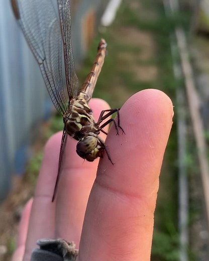 Dragonfly Bites: A Surprising Bonding Experience