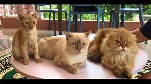 61K views · 675 reactions | ⚠️ For more videos, subscribe to my...