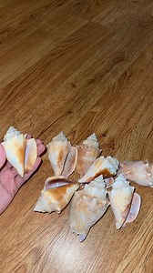 RARE MILK/ WHITE Florida Fighting Conch Seashells Mixed Half Pound | Assorted Natural Beach Shells | Craft, Decor & Coastal Display - Etsy Canada