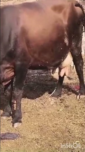 Artificial Insemination in Cow Made Easy | Full Procedure & Tips delivery of cow