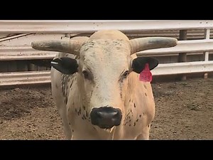 St. Paul Rodeo 2021 kicks off