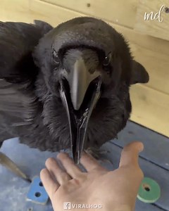 81K views · 469 reactions | Clever raven solves complex puzzle with ease! | Rush Brush | Facebook