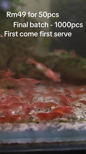 Final batch on Promotion Resume original price of Rm2.50 each after this batch finish Current cheapest Promotion in town Rm49 for 50pcs! First come first serve #vkmenterprise #aquascape #shrimp #neocaridina #cherryshrimp | Happy Pets - VKM Miri
