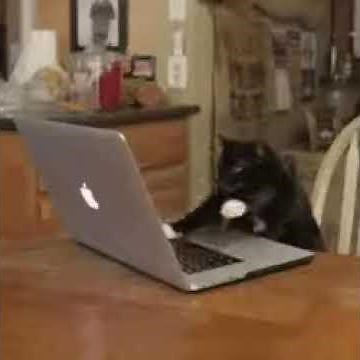 bilgisayar oynayan kedi