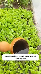 Agriculture hacks #fentysuperbrandday #tiktokplants #satisfysing #agriculture #gardentok | My Own Garden