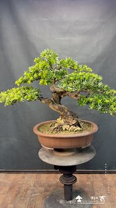整理maintenance-pruning for podocarpus. #Podocarpus #晶鑽羅漢松 | 台灣滿峰園．盆栽網誌團(Bonsai.Taiwan)