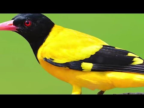 Tiếng chim Vàng Anh mồi gọi bầy cực chất