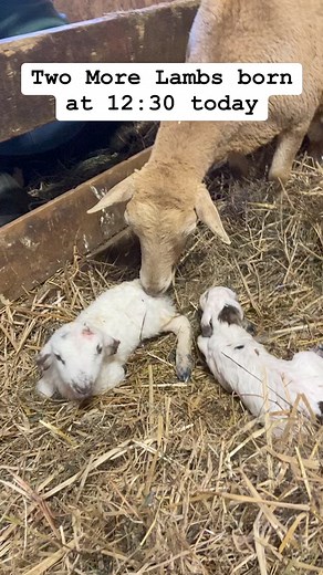 3.9K views · 187 reactions | Belding Hill Farms on Reels | Facebook