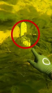 236K views · 1.3K reactions | Weird Finds While Scuba Diving!  | D ALL MY D | Facebook