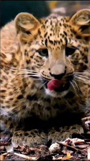 Things to KNOW about MAMMALS