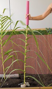 Essential tips on how to pot your plants! | 5-Minute Crafts Teens