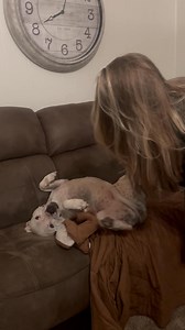 1.8K views · 24 reactions | Be as committed to your goals as Jade is to not getting off this couch. #pitbull #pittylove #sassy | Abigail Engel | Facebook