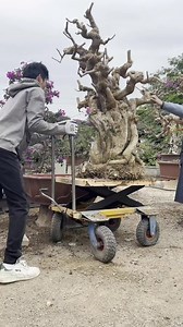 17K views · 323 reactions | Bugenvil XXL  follow : @donnaked_86 Pict : inspirasi Facebook: Donnaked sancang#bonsaiindonesia#bonsaijepang#bonsaisancang#bonsaiontherock#bonsai#fyp#bonsailovers#pbbi#bonsaiworld#bonsaimaster#pemphisacidula#bonsaitree#premnamicrophylla#bonsaimania#themax30cm#tanaman#tanamanhias#ficus#kimeng#bonsaikimeng#bonsaiberingin#bonsaiantingputri#antingputri#cemaraudang#bonsaicemaraudang#bonsailife#bonsaiart#bonsaigram#bonsaimame | Donnaked | Facebook