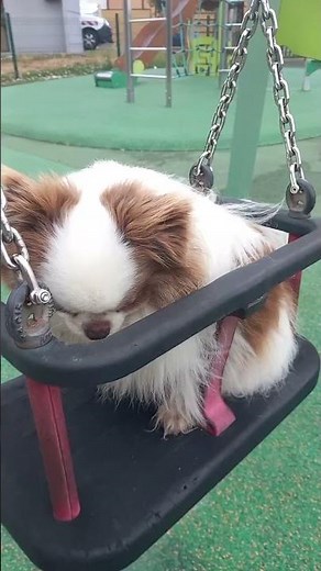 rodox fait de la balançoire