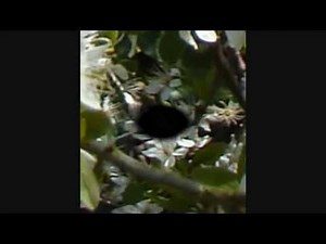 Real Faeries, Real Fairies, Nature Spirit Photos