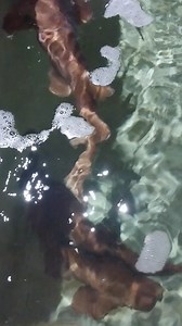 #TGIF Hot new arrivals daily 🔥🔥🔥 check out our public aquarium collection. 📧 | Email support@kenyamarincenter for shipping details. 📸 | Share your import arrivals #kenyamarinecenter. You can also tag us as well! - - 📲 | Join our Facebook public group Marine Aquarium Livestock Importers (MALI) to share experience, photos, and be active with other fellow #reefers #aquarium #kenyamarinecenter #marineinvertebrates #saltwaterfishtank #saltwaterfishhobby #saltwatertank #saltwaterinvertebrates #r