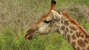 Towers of the African Bush Kingdom resting and chewing the cud as ruminants | African Bush Kingdom