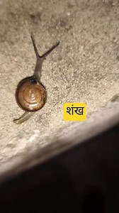 शंख कैसे चलता है #shorts #शंख