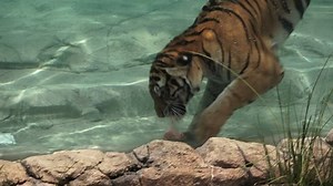clip-1021996099-bengal-tiger-swimming-water