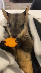 2.7K views · 174 reactions | Must be a female kangaroo as no bloke could eat that neatly. #australianwildlife #kangaroo | Jason Wood MP | Facebook