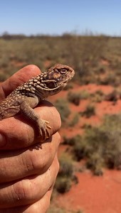 75 reactions | Releasing a Central Netted Dragon (Ctenophorus nuchalis) 年 Pilbara region, W.A  | Mick Fullerton Wildlife | Facebook