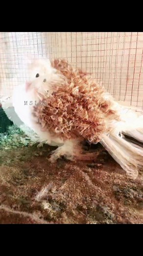 ❣️Masha'Allah ❣ Yellow saddle frillback Male 💟 #just__show #home__breed__by__ms #M_S__Loft🇵🇰 💞My_Allah_is_so_kind💞 May Allah protect us from the evil eye and bless us, Amen. #frillback #pigeons #fancypigeons #kabootar #foryoupagereels #followersreelsfypシ゚viralシfypシ゚viralシalシ #followersreelsfypシ゚viralシfypシ゚viralシ #plzz__shear__saved__likes__and__follow_me #Plz_Like_Follow_Official_Page #PleaseLikeFollowandShare #plzfollowme | M S Loft