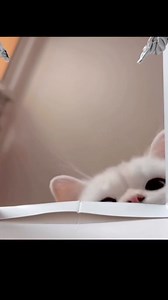 Cat boxing | PK Prestações