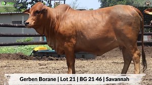 42 reactions · 16 shares | Gerben Borane pourdly presents Lot 21 | BG...