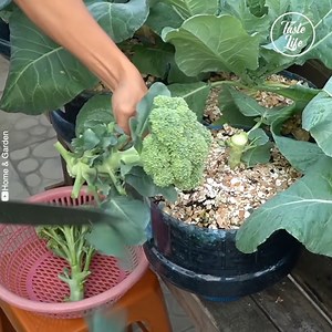 51K views · 229 reactions | How to grow broccoli and cauliflower in your own garden | Amazing Chef | Facebook