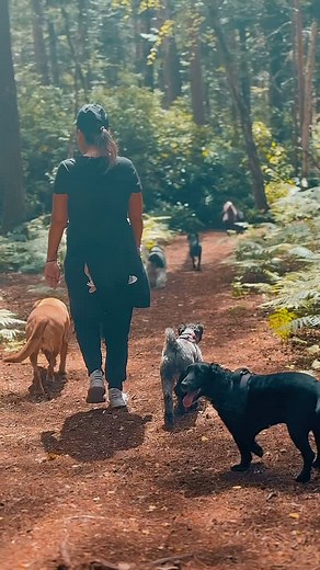 🌲🐕‍🦺🌲🦮🌲🐕‍🦺🌲 #playtime #packgoals #sobo #sobohounds #southbourne #bournemouth #christchurch #dorset #coast #beach #beachlife #newforest #doggydaycare #dogwalking #dogwalk #dogboarding #dogwalker #dog #dogs #dogsofinstagram #pup #puppy #puppies #puppiesofinstagram #cute #toocute | SoBo Hounds