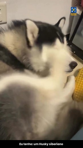 “Eu tenho: um Husky Siberiano” — tradução: tenor dramático, atleta de fuga, designer de interiores (versão buracos no jardim) e advogado dos “woo-woos”. O teu também responde a tudo? Conta nos comentários! . . . #bichosecompanhia #veterinarios #veterinaria #animais #animaisdeestimacao #animallover #husky | Bichos & Companhia (Malveira)