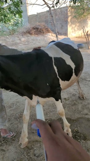 intramuscular injection in cow
